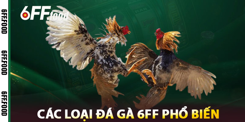 Đá Gà 6FF – Cá Cược Gà Trực Tuyến Hợp Pháp, Hấp Dẫn 2025 3 Các Loại Đá Gà 6FF Phổ Biến